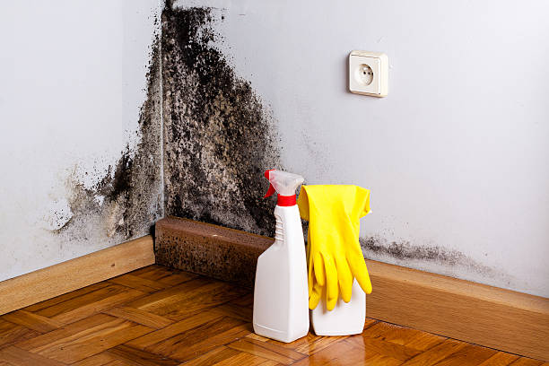 Best Biohazard Mold Removal  in Mulberry, FL